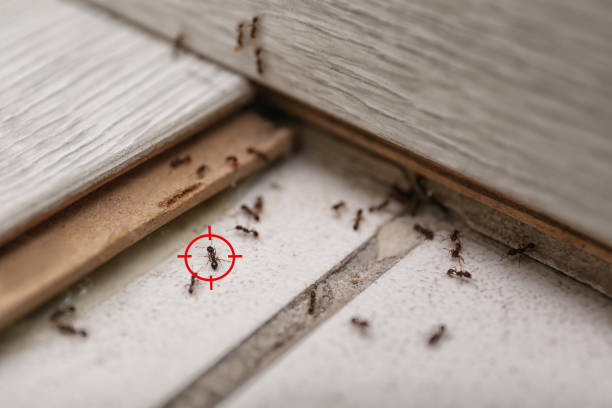 Pest Control for Restaurants in Port Townsend, WA