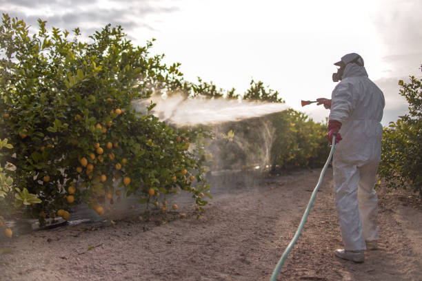 Best Local Pest Control Services  in Port Townsend, WA