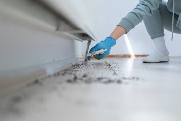 Best Best Pest Control Companies  in Port Townsend, WA